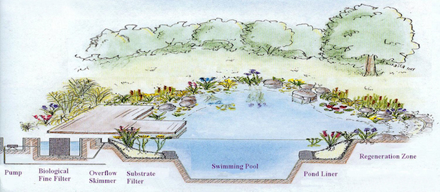Natural Swimming Pool Diagram