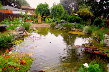 Natural Beach Entry Swimming Pool with Lush Landscaping