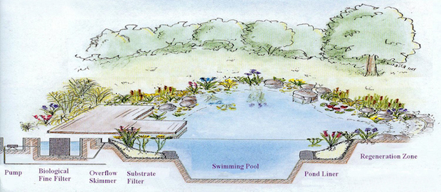 natural swimming pond diagram